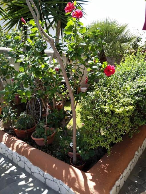 Gollai House Apartment Orosei Bagian luar foto